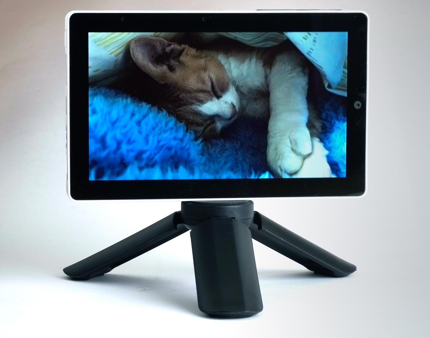 SleepyCat.jpg
